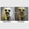 پرتره های اصلی نقاشی رنگ روغن سفارشی، پرتره های سگ حیوان خانگی از عکس های 16 اینچ X 16